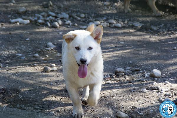 Asia, Astro, Aria: tre fratelli timidi e dolcissimi Foto 8